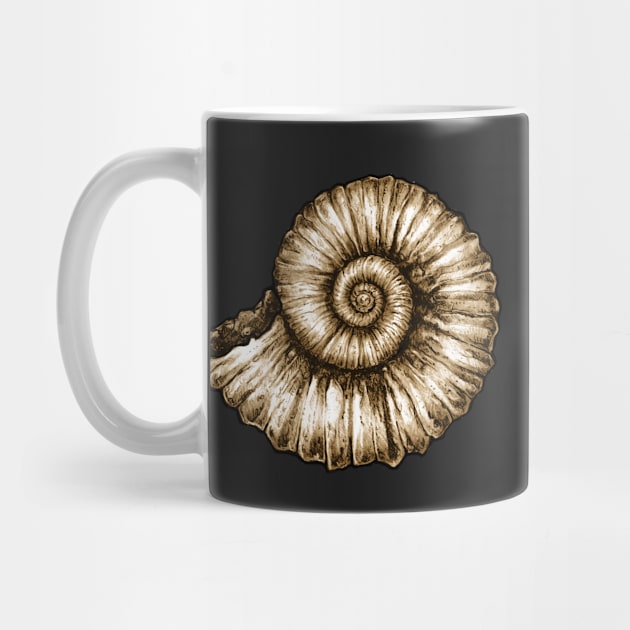 Ammonite Fossil by CassWArt